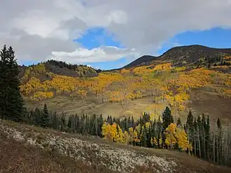 A photo of aspens in fall along the Crooked Creek Road