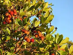 Arbutus unedo in Faro, Portugal
