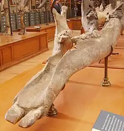 Archaeobelodon filholi mandible