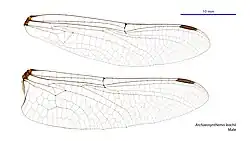 Male wings