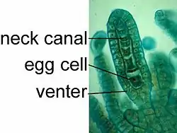 The archegonium of Porella.