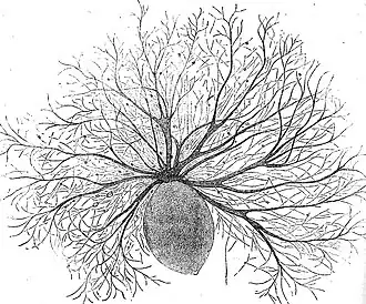 Oodinium, a genus of parasitic dinoflagellates, causes velvet disease in fish.[84]