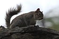 Gray squirrel