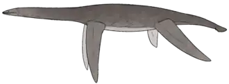 Reconstruction of a long-necked gray marine reptile on a white background.
