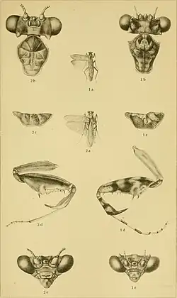 Mantis illustrations, 1907