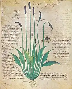 Folio 29v, Plantago lanceolata (lamb's tongue)