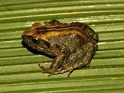 Side view of a frog on a leaf