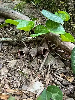 Wild ginger viewed from the side showing six large flowers and variegated leaves.