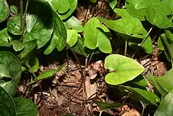 Light-green or mottled heart-shaped leaves on stalks close to the ground