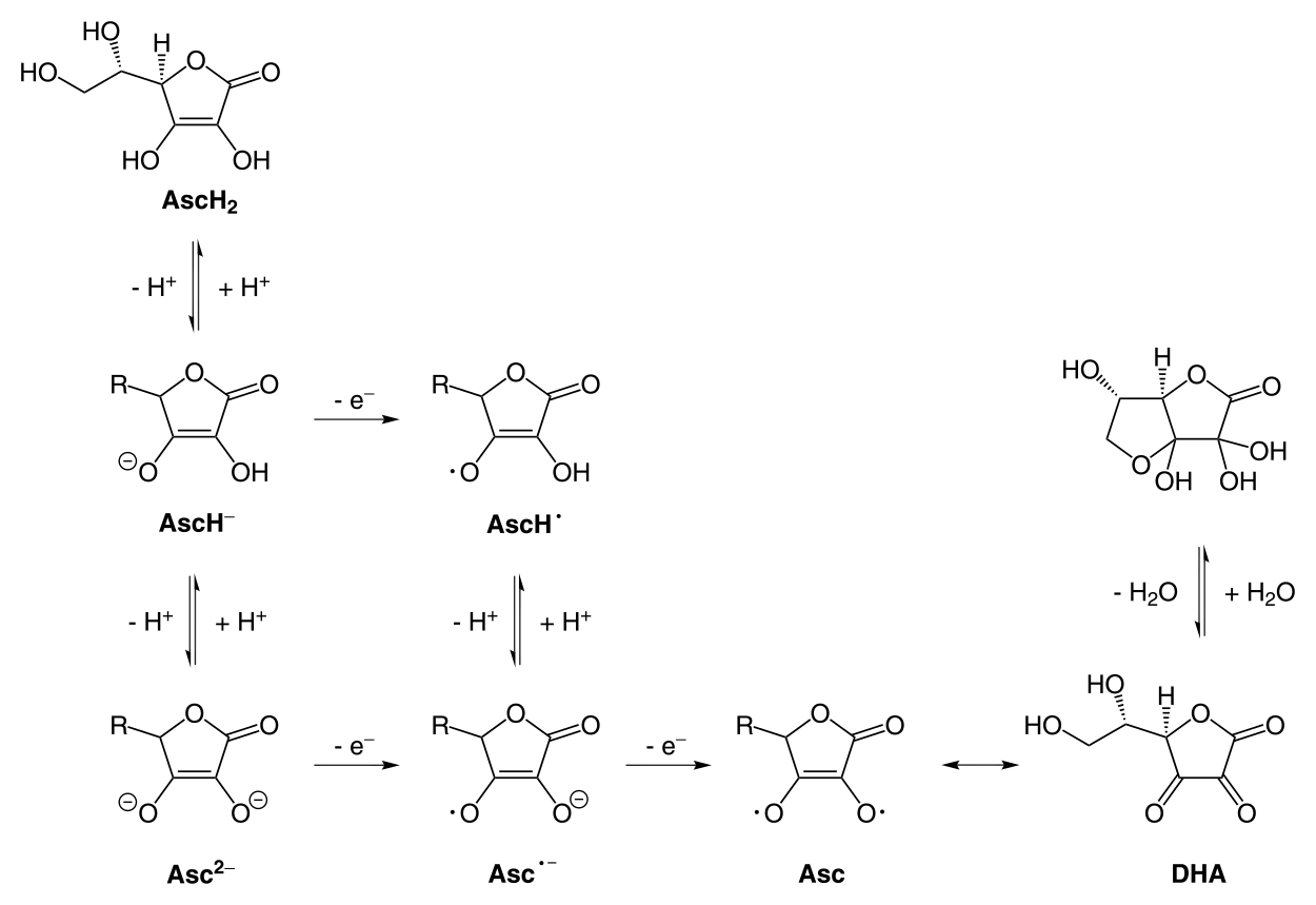 Ascorbic_acid_all.svg