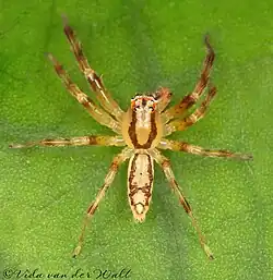 Asemonea_amatola_Male