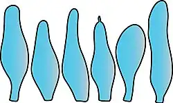 Cheilocystidia of Volvopluteus asiaticus