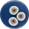 Aspergillus angustatus growing on CYA plate