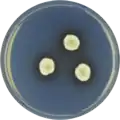 Aspergillus cleistominutus growing on CYA plate