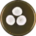 Aspergillus discophorus growing on MEAOX plate