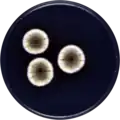 Aspergillus thesauricus growing on CYA plate