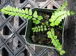 Potted small fern with pinnate light-green leaves and brown leaf axes