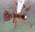 Dorsal view of worker ant of Atta mexicana