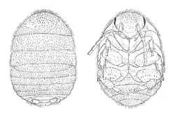 "Attaphila fungicola" female