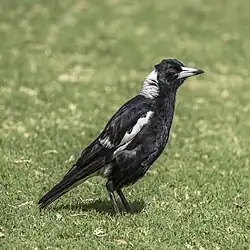 G. t. tibicen Sydney, NSW