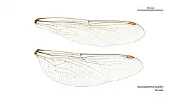 Female wings