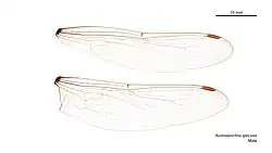 Male wings