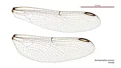 Female wings