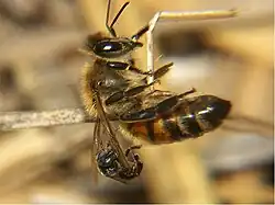 Austroplebeia australis defending against Apis mellifera
