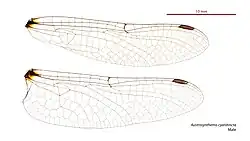 Male Austrosynthemis cyanitincta wings
