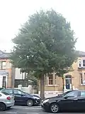 A 'Viminalis'-like elm in Hove