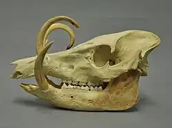 Tusked suine skull