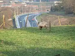 A big shaggy goat with long horns eats its grass on top of a hillside in view of several dual carriageways.