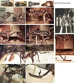 Detail views of Bambiraptor.