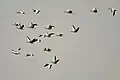 Bar headed geese (Anser indicus) in flight in Karaivetti Bird Sanctuary