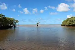 Mangroves in Barra de São Miguel