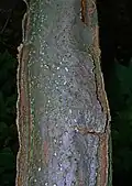 Beech bark with callus growth following fire (heat) damage