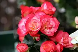 'Janny Fringed' cultivar