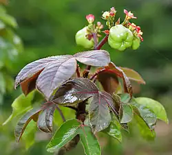 Túa-túa (Jatropha gossypiifolia)
