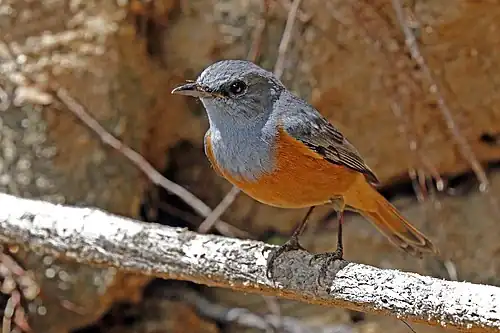 male Benson's rock thrush M. s. bensoni