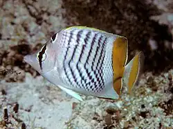 Seychelles butterflyfish Chaetodon (Rhombochaetodon) madagaskariensis