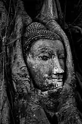 Detached Buddha head encased in fig tree roots