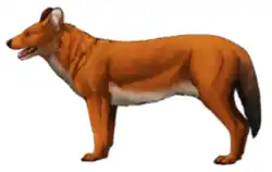 European dhole (Cuon alpinus europaeus)