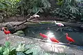 Ibises & spoonbills at the greenhouse