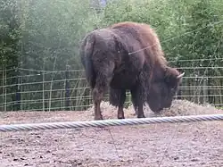 large bison facing right with head lowered