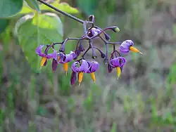 Flowers, Ottawa, Ontario