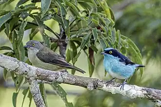 female and male, Ecuador
