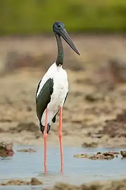 white stork with black head and neck