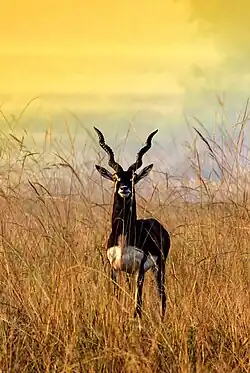 Black buck Sanctuary of Karnataka