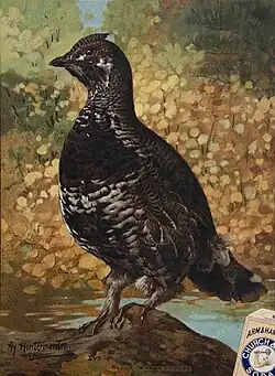 1908, Black Canada Grouse. &nbsp;Published by Church and Dwight.