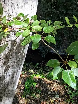 Native mature black cottonwood (Populus trichocarpa) in Permanente Creek between Foothill Expressway and Interstate 280. Note perennial flow October 8, 2016.
